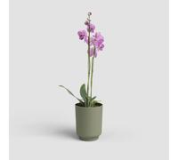 Artevasi Cache-Pot orchidée Miami 12,5cm Vert Gris - Pot décoratif en Plastique recy vec Finition Mate - Idéal pour orchidées et décoration intérieure Moderne