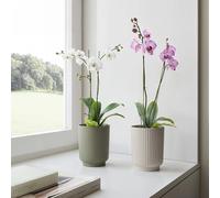Artevasi Cache-Pot orchidée Miami Wavy 12,5cm Vert Gris - Pot décoratif en Plastique recy vec Finition Mate ondulée - Idéal pour orchidées et intérieur Moderne