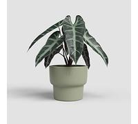 Artevasi Echo High Pot, Flower Pot, Home Decoration, 16,5cm Diameter, Olive Green