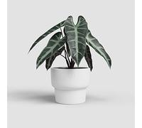 Artevasi Echo High Pot, Flower Pot, Home Decoration, 16,5cm Diameter, White