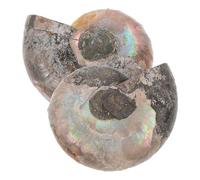 Artibetter Collier 2 Pièces en Ammonite Naturelle Polie 2-3 CM Pendentif Coquillage Fossile Ammolite avec Effet Pierre de Lune Spécimen Minéral Éducatif pour Collection et Décoration