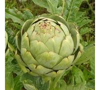 Artichaut - Gros Vert de LAON - 50 Graines - Fleur Légumes Jardin