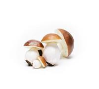 Artif-déco-mag.com - Bolets artificiels Assortis en Lot de 4 Plastique soufflé H 60-140 mm