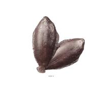 Artif-déco-mag.com - Sole artificielle poisson en lot de 2 Plastique soufflé L 270x120 mm