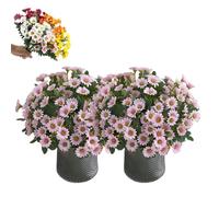 Artificial Outdoor Sunset Mums Flowers,Waterproof,Never Faded,5/10 Bundles Artificial Sunset Flowers Plants for Decoration for Home Porch,Indoor Outdoor Planters (Pink,10PCS)