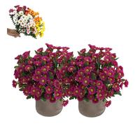 Artificial Outdoor Sunset Mums Flowers,Waterproof,Never Faded,5/10 Bundles Artificial Sunset Flowers Plants for Decoration for Home Porch,Indoor Outdoor Planters (Rose Red,10PCS)