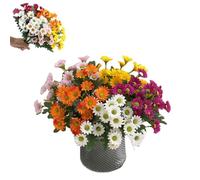 Artificial Outdoor Sunset Mums Flowers,Waterproof,Never Faded,5/10 Bundles Artificial Sunset Flowers Plants for Decoration for Home Porch,Indoor Outdoor Planters (Mix,5PCS)
