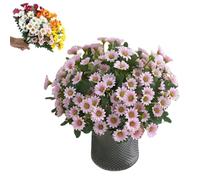 Artificial Outdoor Sunset Mums Flowers,Waterproof,Never Faded,5/10 Bundles Artificial Sunset Flowers Plants for Decoration for Home Porch,Indoor Outdoor Planters (Pink,5PCS)