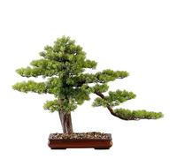 Artificiel Petit Bonsaï Arbre Artificiel De Style Chinois Bonsaï Salon Faux Pin Ornements Intérieur Plante Verte Décoration Arbre Artificiel en Pot Salon Fausse Plante Verdure Décor