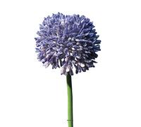 Artificielles.com - Allium artificiel en tige H 45 cm Lavande - BEST - couleur: Lavande