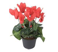 Artificielles.com - Cyclamen artificiel en pot H 20 cm D 15 cm qualité top Rouge - couleur: Rouge
