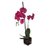 Artificielles.com - Sublime orchidée artificielle en pot H 75 cm Rose fushia - couleur: Rose fushia 730