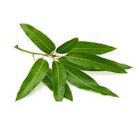 Artistique Solutions Mangue Feuilles/Frais Bio (20-24 Feuilles)