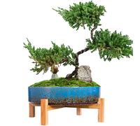 ARTKETTY Pots de Fleurs - 29 cm - en céramique - pour bonsaï - avec Drainage - Grand Pot de Fleurs pour Plantes Grasses - pour intérieur et Jardin - avec Support