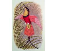 ARToPHIIU Art Imprimé Image Peinture Murale Art Impression Tableaux Animal Bird Humming Bird Crimson Topaz Plate From Cassell's Book of Birds par John Gould Pour les Décorations pour la Maison 60x90cm
