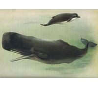 ARToPHIIU Image sur Toile Imprimer Affiche Mural sur Toile Baleine à nez de bouteille et cachalot par Archibald Thorburn Peinture Affiche Pour la Décoration de Bureau 60x90cm
