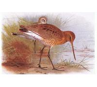 ARToPHIIU Image sur Toile Imprimer Affiche Mural sur Toile Barge à queue noire des oiseaux des îles britanniques par Archibald Thorburn Peinture Affiche Pour la Décoration de Bureau 60x90cm