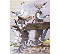 ARToPHIIU Image sur Toile Imprimer Affiche Mural sur Toile Illustration de l'histoire naturelle des oiseaux de l'Est par Louis Agassiz Fuertes Peinture Affiche Pour la Décoration de Bureau 60x90cm