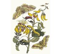 ARToPHIIU Image sur Toile Imprimer Affiche Mural sur Toile Pallisaden Boom de Maria Sibylla Merian Peinture Affiche Pour la Décoration de Bureau 60x90cm