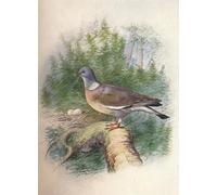 ARToPHIIU Image sur Toile Imprimer Affiche Mural sur Toile Pigeon ramier ouRoundColumba Palumbus par George Rankin Peinture Affiche Pour la Décoration de Bureau 60x90cm