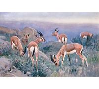 ARToPHIIU Image sur Toile Moderne Impression Tableaux Portrait Tableaux De la faune du monde par Wilhelm Kuhnert Peinture sur Toile Pour la Décoration de la Chambre à Coucher 60x90cm