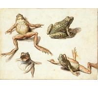 ARToPHIIU Image sur Toile Moderne Impression Tableaux Portrait Tableaux Quatre études de grenouilles par Jacob De Gheyn Ii Peinture sur Toile Pour la Décoration de la Chambre à Coucher 60x90cm