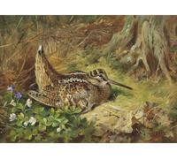 ARToPHIIU Image sur Toile Moderne Impression Tableaux Portrait Tableaux une bécasse et des poussins d'Archibald Thorburn Peinture sur Toile Pour la Décoration de la Chambre à Coucher 60x90cm