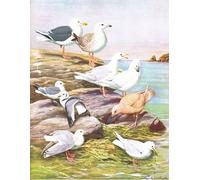 ARToPHIIU Impression Tableaux Mural Peinture Art Impression Illustration de l'histoire naturelle des oiseaux de l'Est par Louis Agassiz Fuertes Pour la Décoration Murale 60x90cm