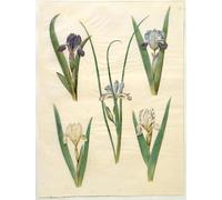 ARToPHIIU Impression Tableaux Mural Peinture Art Impression Iris Pumilaeller Iris Lutescens par Hans Simon Holtzbecker Tableau Decoracion Murale Pour la Décoration Murale 60x90cm