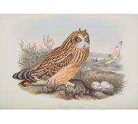 ARToPHIIU Vintage Impressions sur Toile Affiche Mural Art Tableaux sur Toile Animal Oiseau Brachyotus Palustris Assiette des oiseaux de Bretagne par John Gould Pour la Décoration du Salon 60x90cm