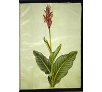 ARToPHIIU Vintage Impressions sur Toile Affiche Mural Art Tableaux sur Toile Canna Indica par Hans Simon Holtzbecker Posters Impressions Pour la Décoration du Salon 60x90cm