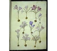 ARToPHIIU Vintage Impressions sur Toile Affiche Mural Art Tableaux sur Toile Crocus vernus par Hans Simon Holtzbecker Posters Impressions Pour la Décoration du Salon 60x90cm