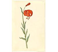 ARToPHIIU Vintage Impressions sur Toile Affiche Mural Art Tableaux sur Toile Lilium Chalcedonicum par Hans Simon Holtzbecker Posters Impressions Pour la Décoration du Salon 60x90cm