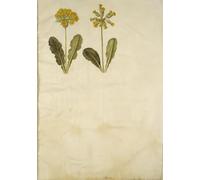 ARToPHIIU Vintage Impressions sur Toile Affiche Mural Art Tableaux sur Toile Primula Veris par Hans Simon Holtzbecker Posters Impressions Pour la Décoration du Salon 60x90cm