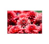 Artopweb CrystalArt Art Studio 53 x 80 cm Tableau Plexiglass Effet Verre Brillant Léger Prêt à Suspendre Décoration Maison Art Design Italien Eco-Friendly - Red Flowers by Art Studio