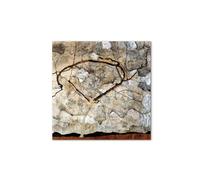 Artopweb MetalArt Materic 58 × 58 cm Tableau matériel 3D effet pinceau robuste prêt à accrocher décoration maison art design italien écologique - Autumn tree in the wind de Schiele Egon