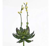 artplants.de Aeonium Artificielle sur Piquet, Fleurs Jaunes, 30cm - Plante grasse Artificielle - Petite Plante Verte