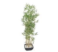 artplants.de Bambou Artificiel dans Une Coupe décorative, Troncs clairs, 150cm - Faux Bambou - décoration Ambiance Zen