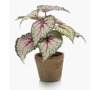 artplants.de Bégonia Rex Artificiel Meira en Pot en Terre Cuite, Vert-Rose, 25cm - Plante Plastique/Plante Artificielle