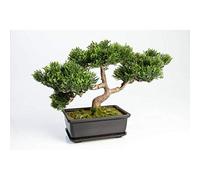 artplants.de Bonsaï cèdre Artificiel en Pot, 113 Feuilles, 23cm - Arbre Artificiel - Bonsai déco
