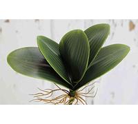 artplants.de Feuilles d'orchidée Phalaenopsis artificielles DAPHI, Racines aériennes, 35cm - Orchidée Artificielle - Feuilles synthétiques