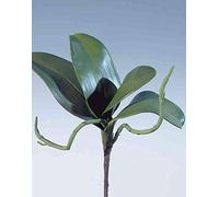 artplants.de Feuilles d''orchidée Phalaenopsis artificielles DORTE, 25cm