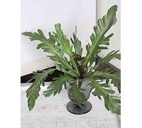 artplants.de Fougère nid Artificielle Adrienne sur Piquet, Vert, 30cm, Ø45cm - Fougère décorative