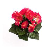 artplants.de Mini Bégonia Artificiel sur Piquet 27 Feuilles, 9 Fleurs, Rouge-Rose, 20cm, Ø 20cm - Plante Artificielle Balcon - Fleur Artificielle