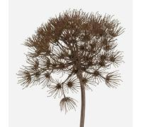 artplants.de Ombelle de berce Artificielle Jerome, Gris, 80cm