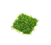 artplants.de Plaque de Capillaire de Montpellier Artificielle Pieter, crossdoor, Vert, 50x50cm - Brise Vue Artificiel/Haie Artificielle