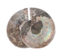 ARTSEWPLY 2 pièces Ammonite Naturelle Modèle Fossile Lune Scintillante Spécimen Scientifique pour Décoration et Activités Éducatives Géologie
