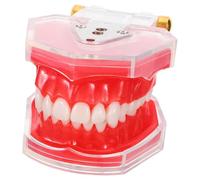 ARTSEWPLY Modèle de Dents Éducatif Typodont Dent Amovible Matériau Robuste Simulation Réaliste pour Formation D’Hygiène Bucco- Outil Pédagogique pour Écoles et Étudiants Dentaires