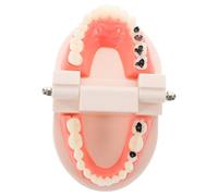 ARTSEWPLY Modèle Dentaire Pédagogique Démontable en Plastique Standard Modèle de Dents Réaliste pour Enseignement et Démonstration D’Anatomie Dentaire Outil Éducatif pour Étudiants et