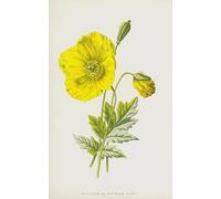 ARTXLXXBN Célèbre Art Mural Toile Impression Toile le coquelicot jaune ou de montagne par Frederick Edward Hulme Images Abstraites Pour la Décoration du Salon 60x90cm